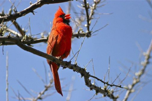 Cardinal singing