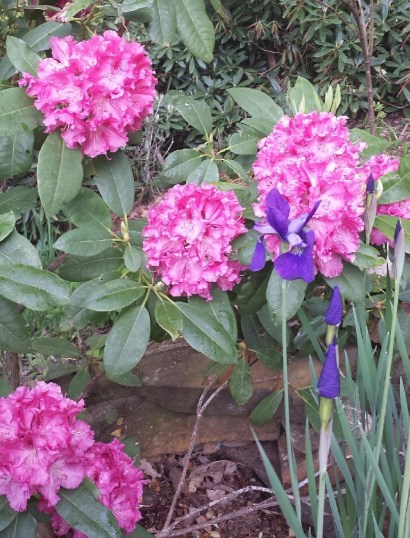 20190510 XPicture.jpg